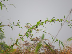 Chloropsis aurifrons