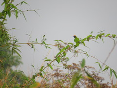 Chloropsis aurifrons