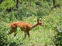 Tragelaphus scriptus bor