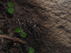 Teleogryllus