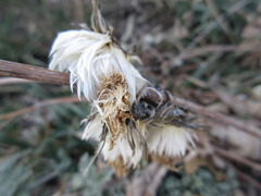 Aster spathulifolius
