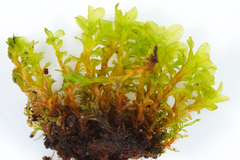 Syntrichia latifolia