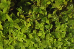 Syntrichia latifolia