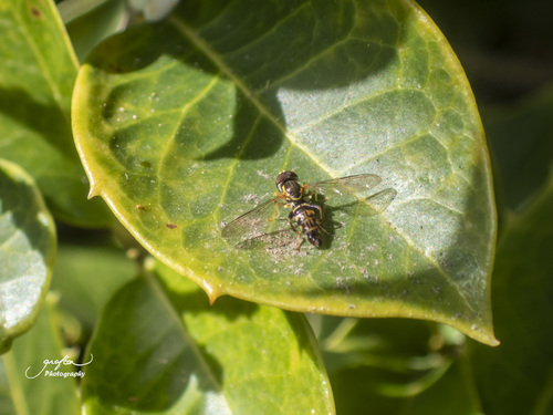 Unknown species found near Furman University, Travelers Rest, Greenville County, SC, USA