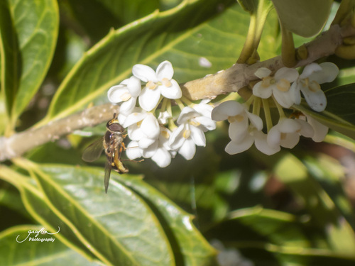 Unknown species found near Furman University, Travelers Rest, Greenville County, SC, USA