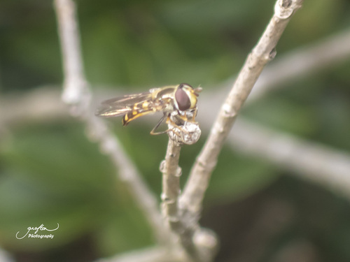 Unknown species found near Furman University, Travelers Rest, Greenville County, SC, USA