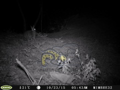 Sylvilagus cunicularius