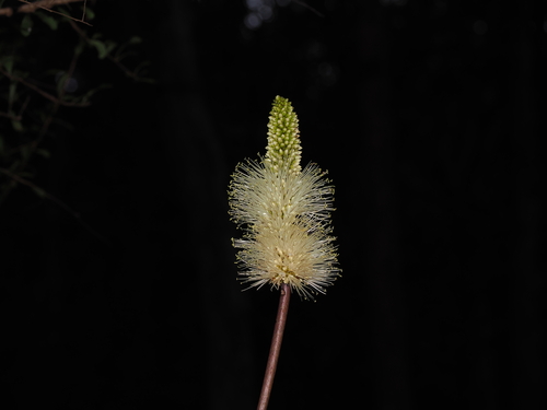 Xanthorrhoea macronema, photograph 4