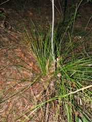 (c) Lucas Christofides, some rights reserved (CC BY) Xanthorrhoea macronema, photograph (c) Lucas Christofides, some rights reserved (CC BY)