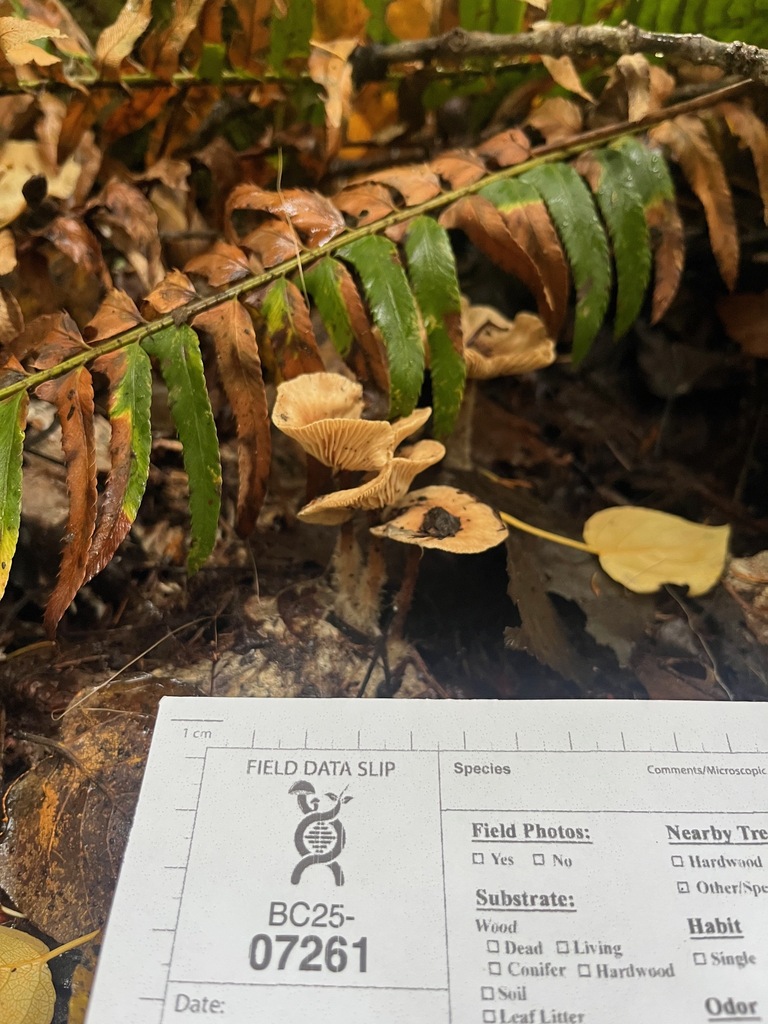 Collybiopsis peronata · November 2025 · photo: © enspring (iNaturalist, cc0)