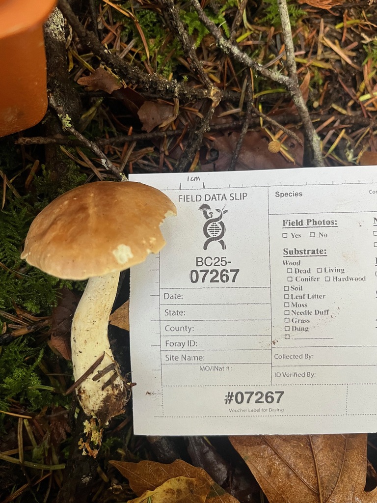 Leucopaxillus sp. 'MO01' · November 2025 · photo: © enspring (iNaturalist, cc0)