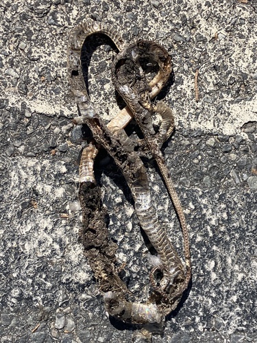 Brown Tree Snake sighting