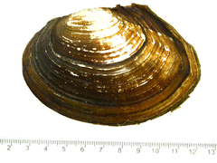 Sinanodonta lauta