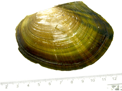 Sinanodonta lauta