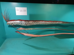 Oarfish photo 3