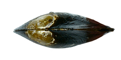 Sinanodonta lauta