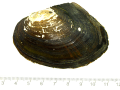 Sinanodonta lauta