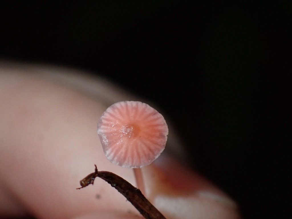 Atheniella sp. 'flavoalba-PNW02'