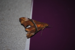 Aleuron iphis