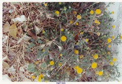 Anacyclus valentinus