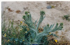 Onopordum macracanthum