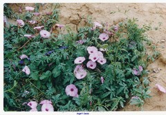 Convolvulus althaeoides althaeoides