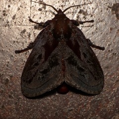 Phocoderma velutina