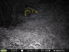 Sylvilagus cunicularius