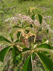 Cyphostemma chloroleucum