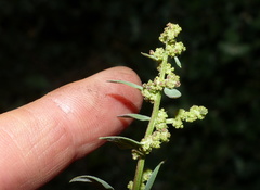 Atriplex hortensis