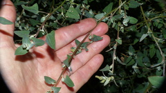 Atriplex hortensis