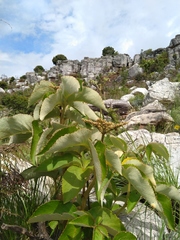 Cyphostemma chloroleucum