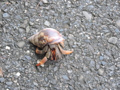 Coenobita violascens