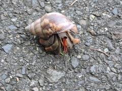 Coenobita violascens