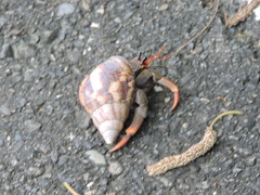 Coenobita violascens