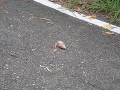 Coenobita violascens