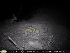 Sylvilagus cunicularius