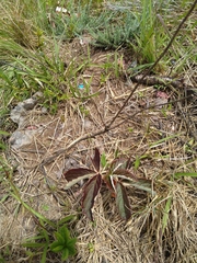 Cyphostemma chloroleucum