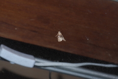 Bryophilina mollicula