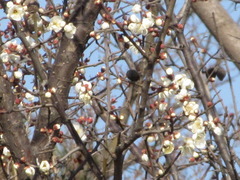 Prunus mume
