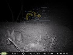 Sylvilagus cunicularius