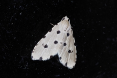 Metaemene atrigutta maculata