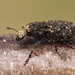 Resin Weevil - Photo (c) Mark Gurney, some rights reserved (CC BY-NC-SA)