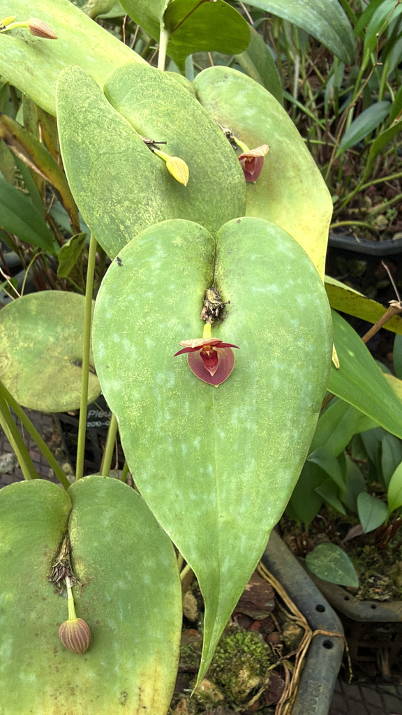 Pleurothallis cardiothallis