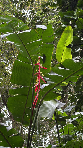 Heliconia schiedeana