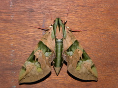 Eumorpha capronnieri