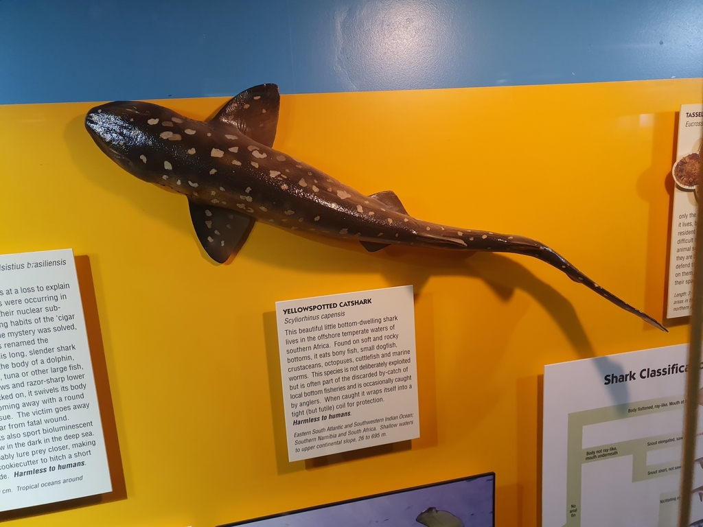 Yellow-spotted cat shark (Scyliorhinus capensis) — Scyliorhinidae