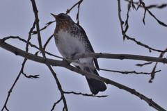 Turdus pilaris
