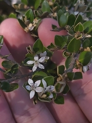 Nematolepis ovatifolia