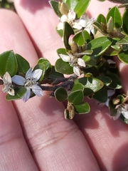 Nematolepis ovatifolia